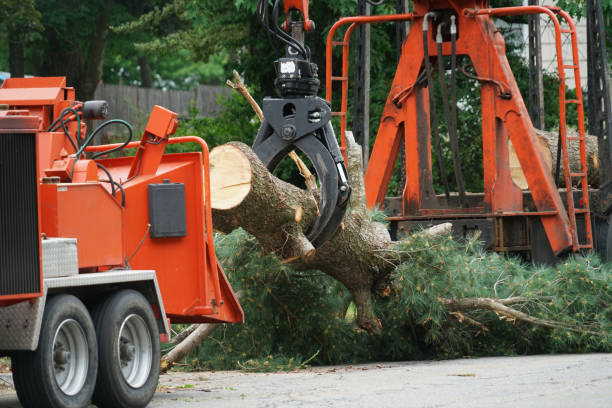 Best Tree Fertilization Services  in Troy Hills, NJ